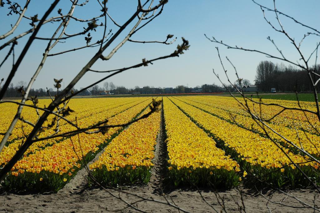 Bed And No Breakfast Joy Bed & Breakfast Noordwijk Exterior photo